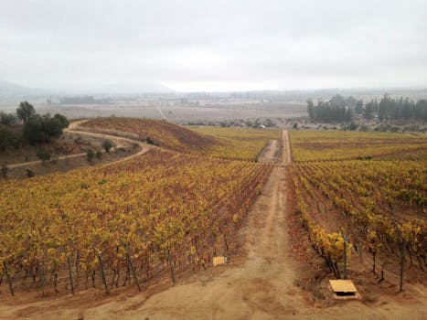 Golden Vineyard Estates in Chile Colchagua Valley Grandeur