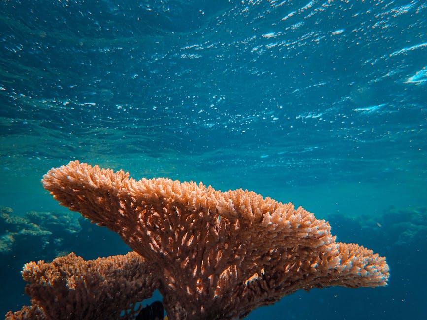 Coral Reef Private Villas with Marine Conservation Control