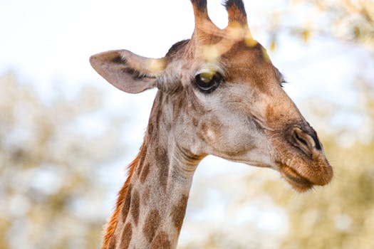 Kruger Adjacent Exclusive-Use Safari Compounds