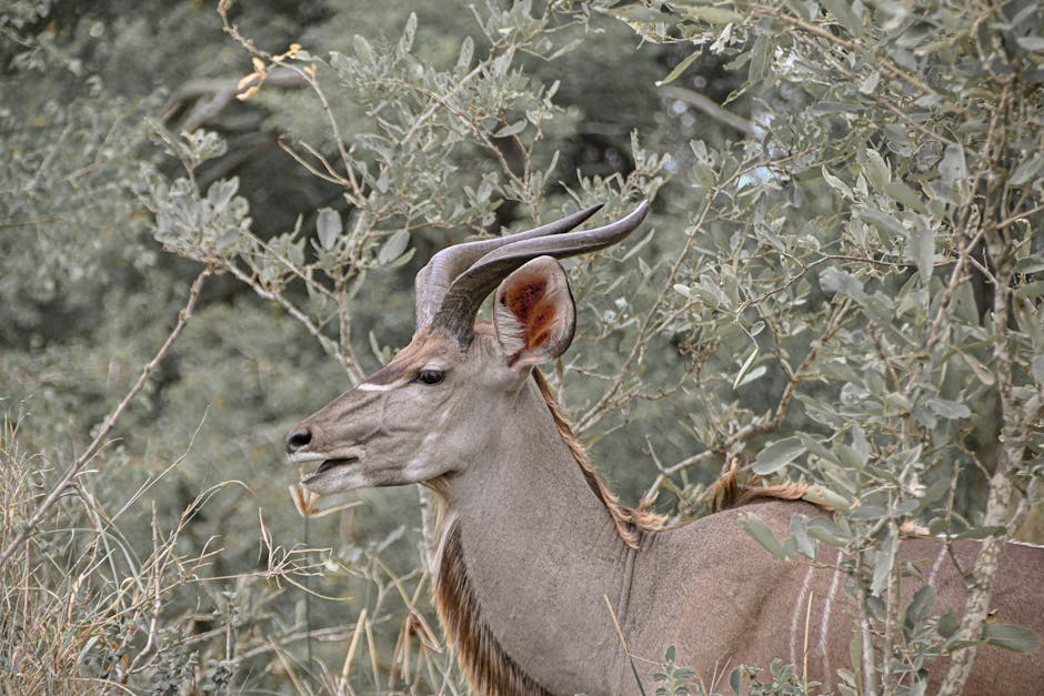 Luxury Safari Ranch Estates with Personal Game Reserves