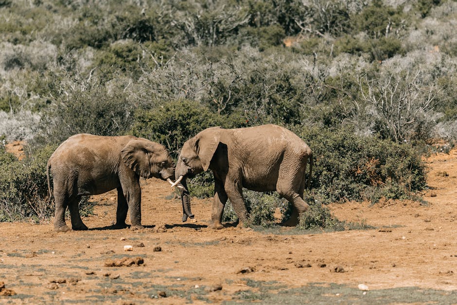 Ultra-Luxury Buyout Lodges in Wildlife Conservation Zones